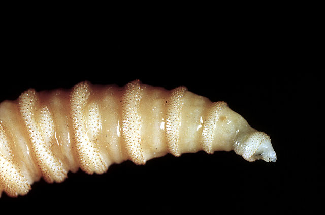 Flesh-eating screwworms feast on humans in Mexico; human cases top 500 Flesh-eating screwworms feast on humans in Mexico; human cases top 500