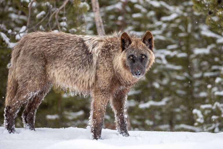 Some Influencer Just Put a $10,000 Target on Yellowstone’s Most Famous Wolves Some Influencer Just Put a $10,000 Target on Yellowstone’s Most Famous Wolves